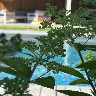 Design Extérieur vous guide pour imaginer votre jardin 2026