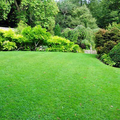 Création d'une nouvelle pelouse et plantations au jardin