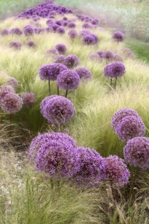 Parterre de graminées