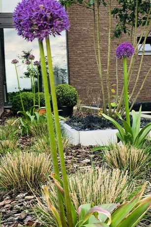 Parterre design boule d'ail géant