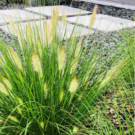 Création d'une terrasse en mégadalles avec graminées à Namur