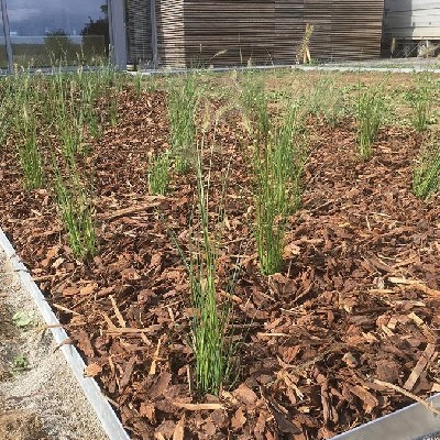 Aménagement d'un parterre avec graminées et écorces et bordures en acier