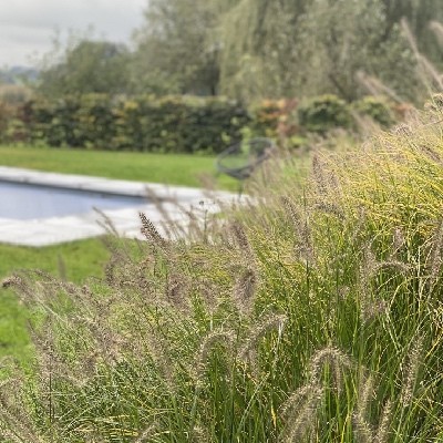 Plantation de graminées dans un jardin à Spontin