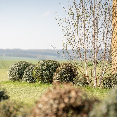 Entretien d'une pelouse et plantation à Bois-de-Villers