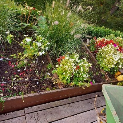 Plantation et entretien de fleurs dans un jardin à Eghezée