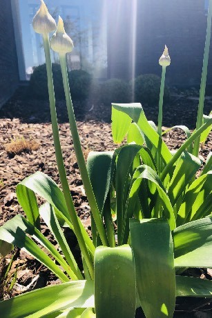 Plantation de fleurs dans un espace vert à Gembloux