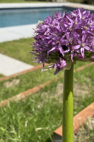 Plantation et floraison de bulbes d'ail géants à Bioul