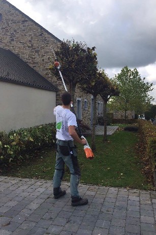 Travaux de taille d'un arbre à Namur 