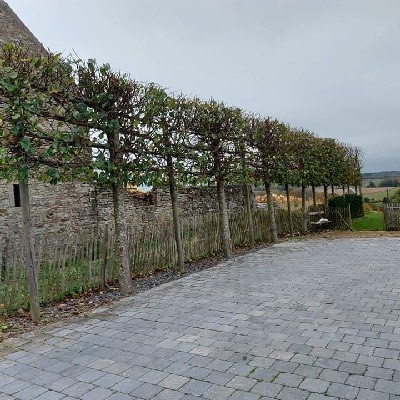 Aménagement d'une terrasse extérieur avec des pavés et des arbres palissés à Gesves